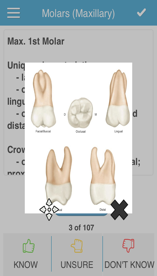 Cram Cards Dental Flashcard